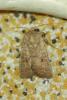 Hoplodrina sp.